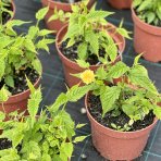 Kéria japonská (Kerria japonica) ´PLENIFLORA´ - výška 15-25 cm, kont. C2L